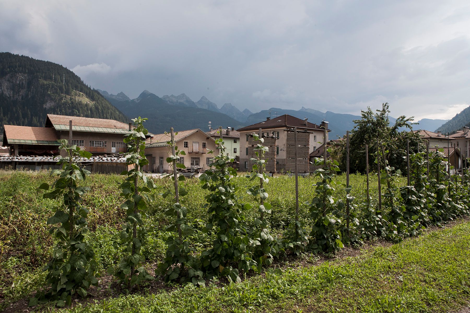 Gli orti di Predazzo 3